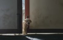 Yavru Köpekle Atın Eşsiz Dostluğu