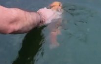 Kendini Sevdiren Balık Olur mu? :)