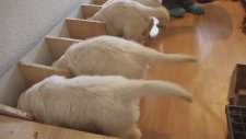 Golden retriever yavruları