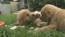 Golden Retrieverlar Hakkında