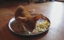 Aç Kalan Yavru Kedi Ne Yapar?