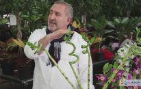 Bambu Bitkisi Bakımı