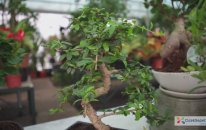 Bonsai Bakımı Nasıl Yapılır?