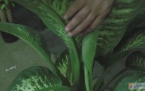 Dieffenbachia Bakımı