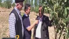 Altay Ceviz Sivri Hisar