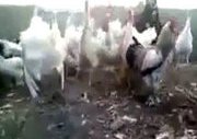 Her Horoz Kendi Çöplüğünde Öter
