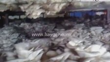 İstiridye Mantarı, Yaprak Mantarı Üretimhanelerimizden Görüntüler.istiridye Mantarı Yetiştiriciliği