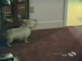 bu köpekler süper