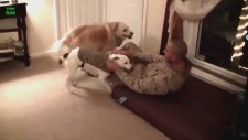 Sahiplerini Aylar Sonra Gören Köpekler