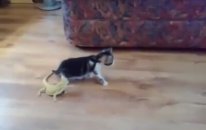 Korkudan Kendini Kaybeden Kedi
