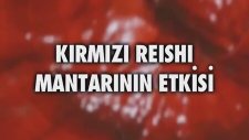 Ganoexcel Reishi Mantarı