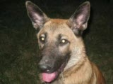 kurt köpeği(cango)