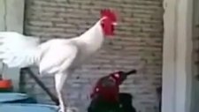 Horoz