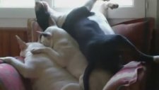 Kucak Kucağa Yatan Köpekler