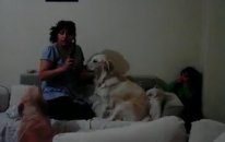 Anneden Dayak Yiyen Çocuğu Koruyan Köpek