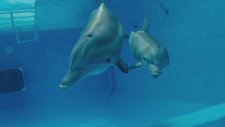 Dolphin Tale 2 Fragman