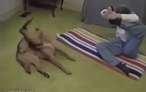 Köpeklerde Yoga Yapar
