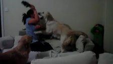Annesinin azarladığı çocuğu koruyan köpek