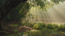Disneynature's Monkey Kingdom (Official Trailer)