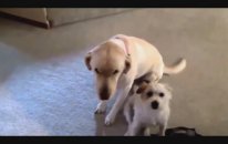 Utanan Köpekler
