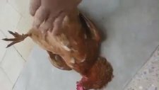 Bir Tavuğun Allah'a Teslimiyeti