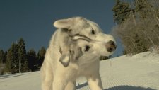 Husky Köpek - Yavaş Çekim Silkelenme