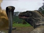Komodo Ejderi Ve Kobra Kapışırsa