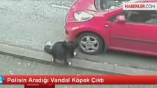 Polisin Aradığı Vandal Köpek Çıktı