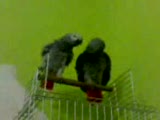 çakir ve zarİfe'nİn aŞk hİkayesİ