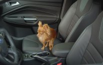 Ford SYNC Sesli Mesaj Okuma