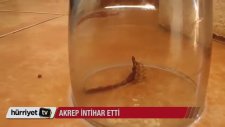 Sıkışan Akrep İntihar Etti