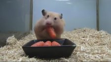 Obur ve Sevimli Hamster
