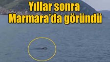 Marmara Denizi'nde Akdeniz Foku Görüldü