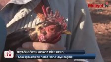 Anne Diyen Horoz