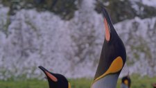 Penguins Fragman