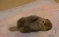 Bu Kediler Çok Minik ve Tatlı