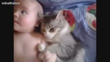 Bebekleri Koruyan Kedi Köpekler