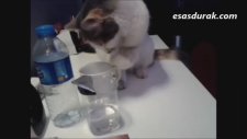 Meraklı Kedi Müjgan Seslendirme Evi'nde