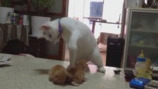 Yavrularını Eğlendirmeye Çalışan Anne Kedi