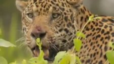 Jaguar Timsahı Böyle Avladı Hd Videolar İzle