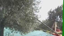 Sermatik Kayısı Ceviz Zeytin Badem Toplama Kasalama Makinaları
