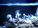 red scooter blenny