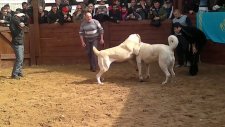 Alabai Akbaş Kapışması