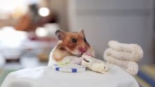 Dürüm Yiyen Hamster