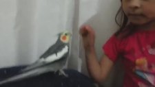 Cennet Papağanı - Sultan Papağanı