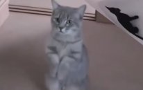 Tatlı Kedilere Gel