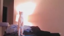 En Komik Kedi Videoları