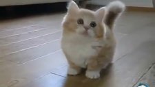 Sevimli Yavru Kedi Oyun Oynuyor