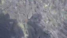 Urfanın Etrafı Dumanlı Dağlar