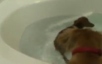 Banyo Yapmayı Çok Seven Minik Köpekler